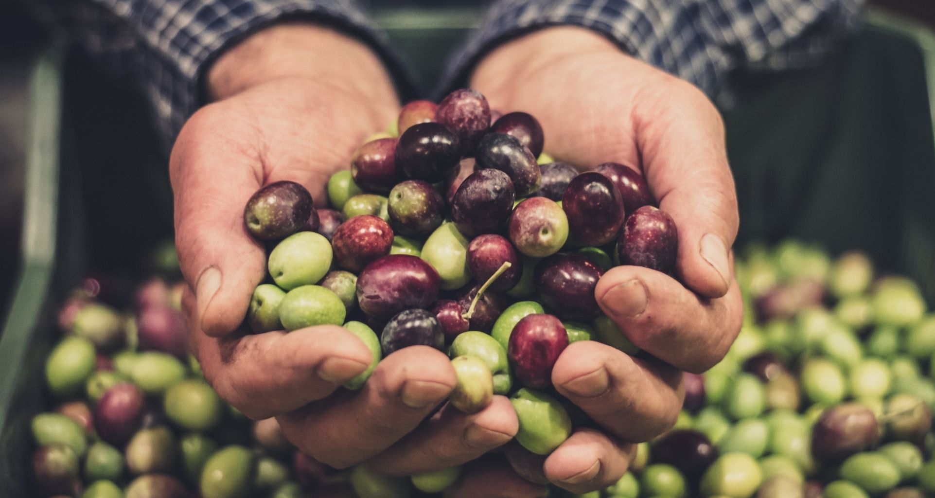 huile olive de Crète régime crétois